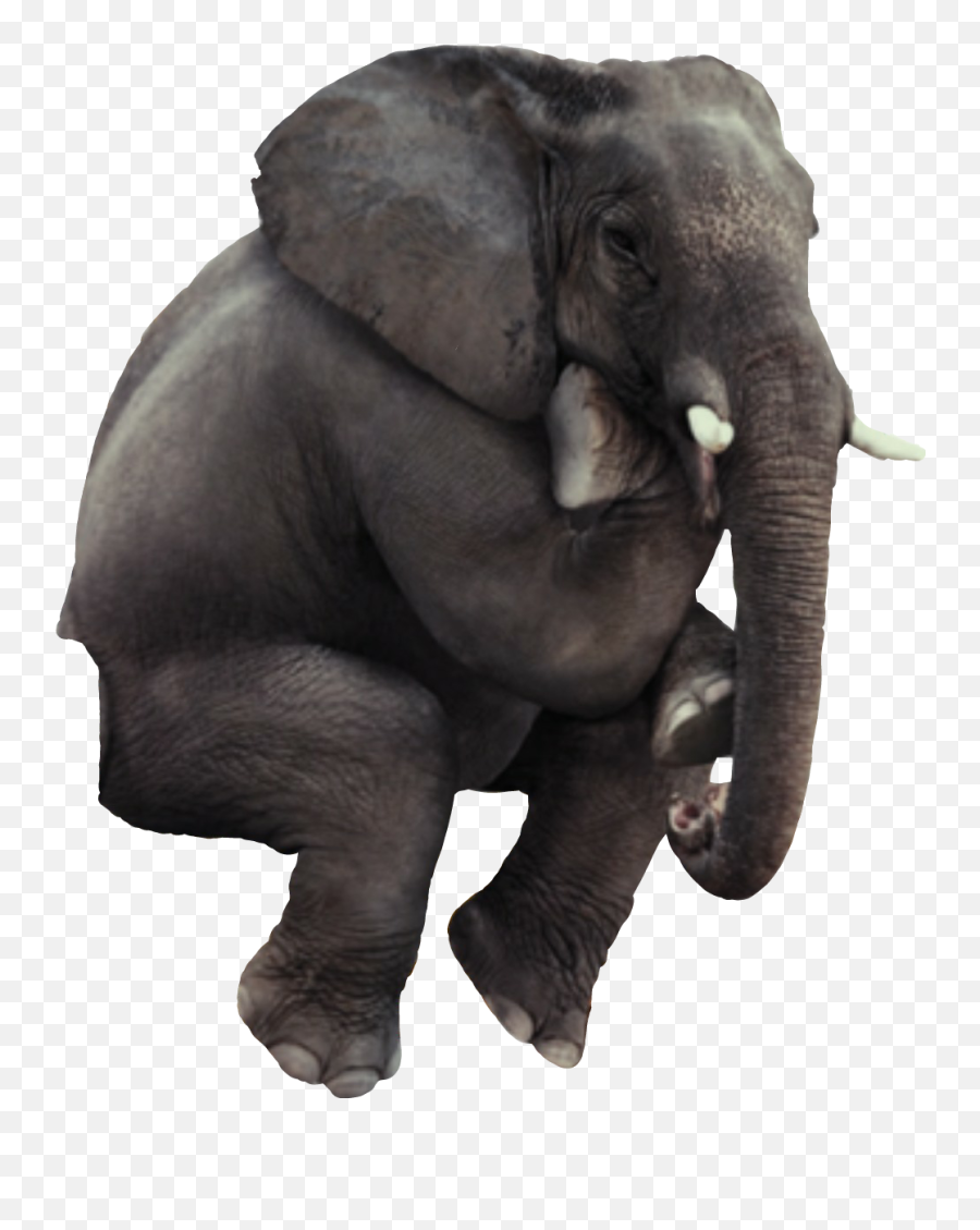 Elephant Funny Sticker By April Buchman Emoji,Emojis Animals Elephant Elephant Funny Sticker By April Buchman Emoji,Emojis Animals Elephant