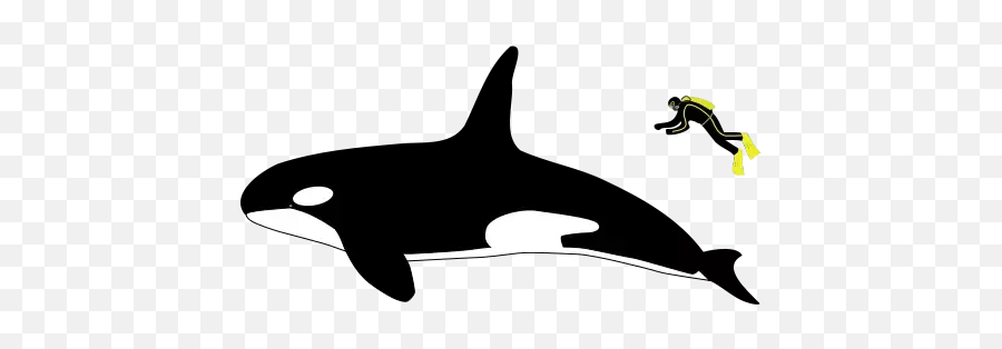 Are Wild Orcas Dangerous To Humans - Quora Killer Whale Size Compared To Human Emoji,Emotion Kayaks Comet Kayak 110