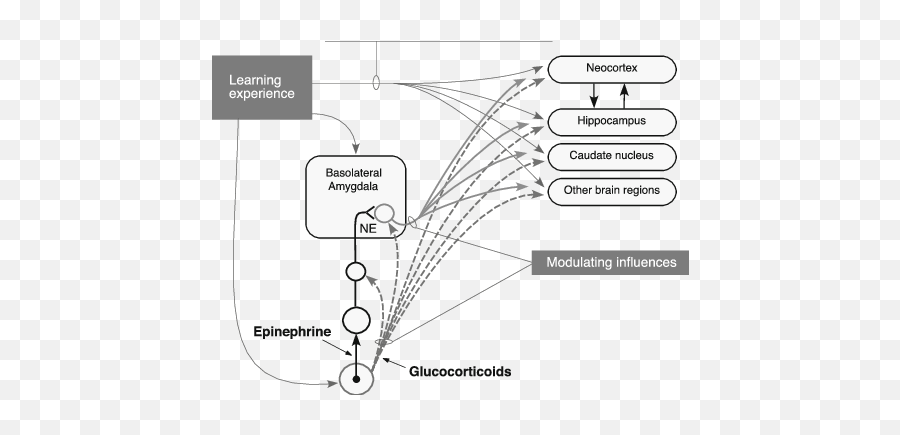 Schematic Summarizing Interactions Of The Basolateral - Vertical Emoji,Neo Cortex And Emotions