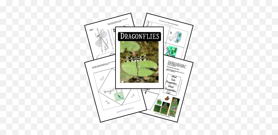 Free Dragonfly Lapbook Lapbook Lapbook Printables Free - Fly Emoji,Dragonfly Text Emoticon