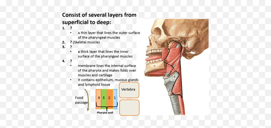 Anatomy Flashcards - Medial Border Of Parotid Gland Emoji,Hyhy Emoticon Meanings