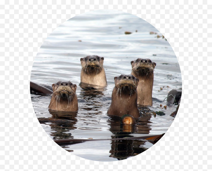 Wild Tenders - North American River Otter Emoji,Emotion Otter Impact