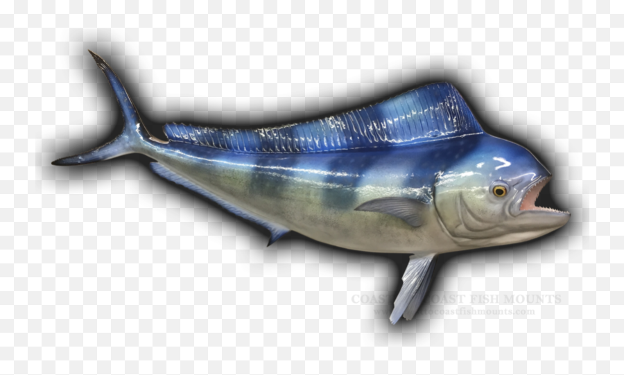 46 Cow Dolphin Mahi - Mahi Fish Mount Replica Fish Products Emoji,Dolphin Emotions