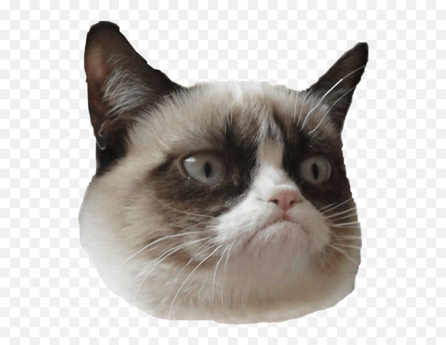 Grumpy Cat Is Sticker - Ia Good Cat Meme Emoji,Grumpy Cat Emoji