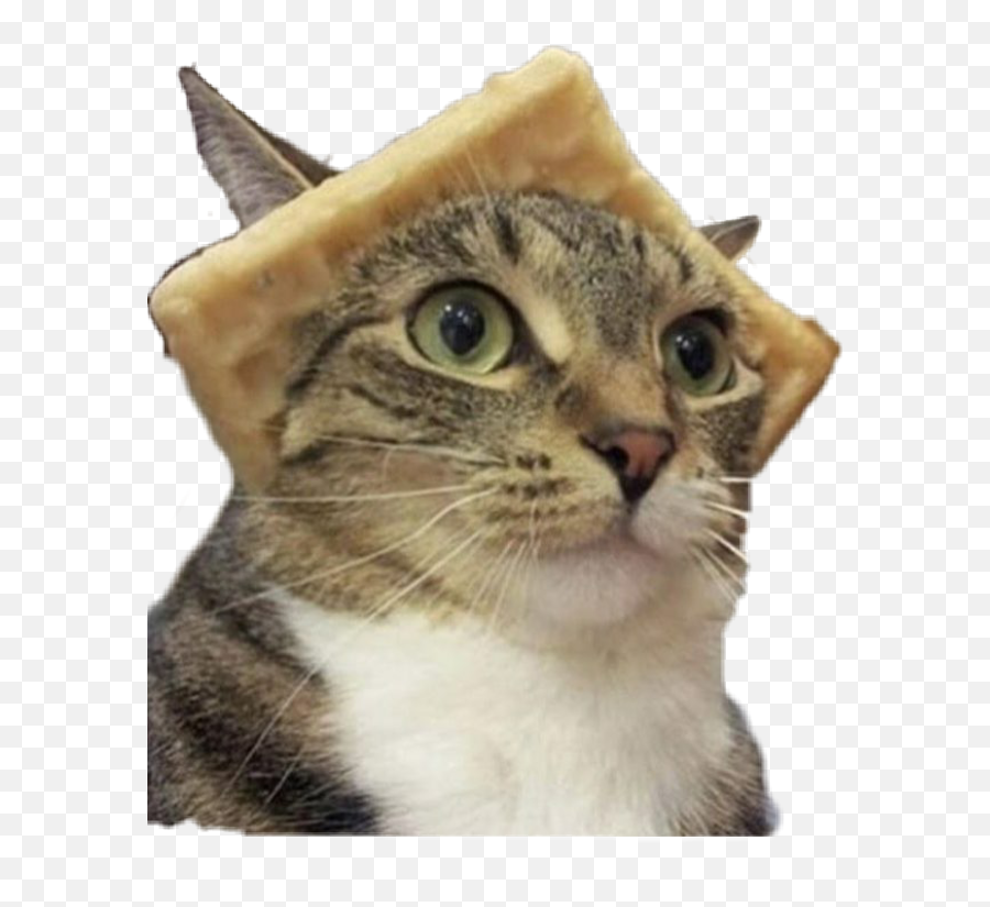 Memecat Meme Sticker By Julia Malanka Emoji,Discord Emoji Cats