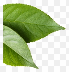 Kyäni Fleuresse Skincare System For Anti - Aging Hydration Hemp Emoji,Phillipines Flag Emoji