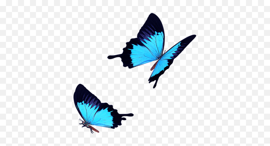 Butterfly Icon - Light Blue Butterfly Fly Png Download 600 Blue Butterfly Png Free Emoji,Butterfly Emoji Png