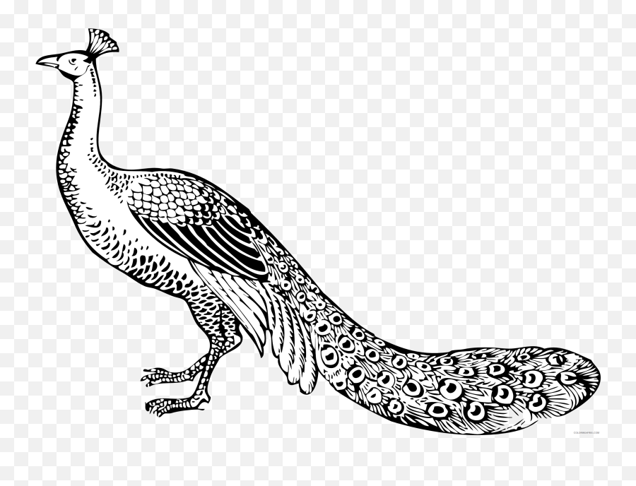 Black And White Peacock Coloring Pages - Parts Of The Peacock Body Emoji,Peacock Emoji
