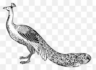 Black And White Peacock Coloring Pages - Parts Of The Peacock Body Emoji,Peacock Emoji
