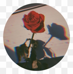 Redaesthetic Red Aesthetic Rose - Instagram Fotos De Perfil Para Whatsapp Emoji,Aski Emojis