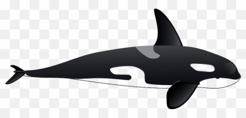 Orca Clipart Free Download Transparent Png Creazilla - Clipart Orca Png Emoji,Emoji The Guess Killer Whale