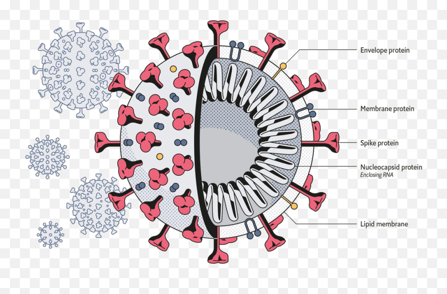 Donu0027t Panic Learn The Facts Around Coronavirus By Vinay - Sars Cov 2 Virus Emoji,Panicking Japanese Emoticon