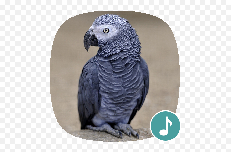 Appp - Perroquet Jaco Emoji,African Grey Parrot Reading Emotions