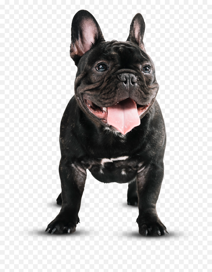 Centro Veterinário Midas Dog Pet Shop U2022 Pet Care - Best Friends Fonts Emoji,Emoticons Fezes