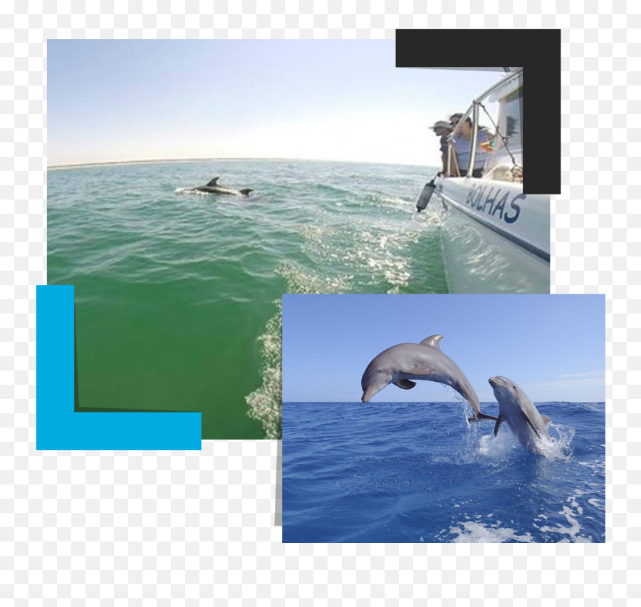 Ocean Activities - Lookaroundtourslookaroundtours Montagens Para Pesca Em Estuario Do Bordo Emoji,Ocean Of Emotion