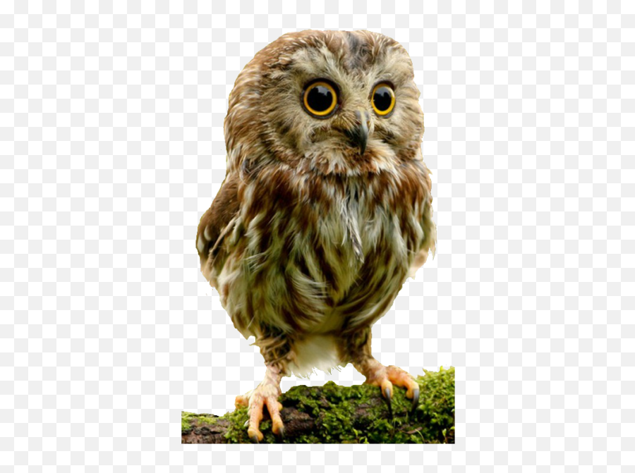 Cute Dog Clipart - 9110 Transparentpng Emoji,Pictures Of Cute Emojis Of A Owl