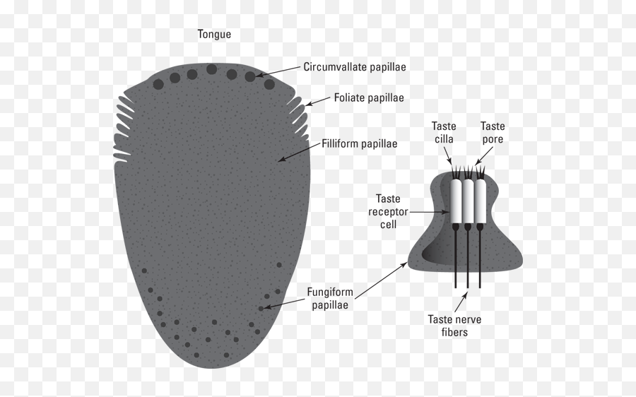 Odors And Taste Emoji,Cortical Lesion Emotion Sight