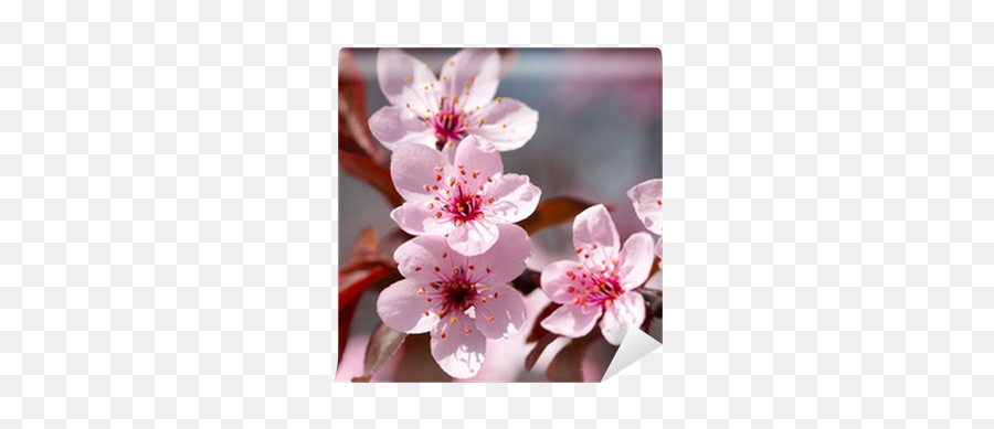 Wallpaper Pink Cherry Blossom - Pixershk Emoji,Sakura Emoji