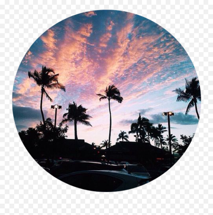 Palm Treee Sticker - Beautiful Pictures Of Beach Sunsets Emoji,Palm Tree Emoji Iphone