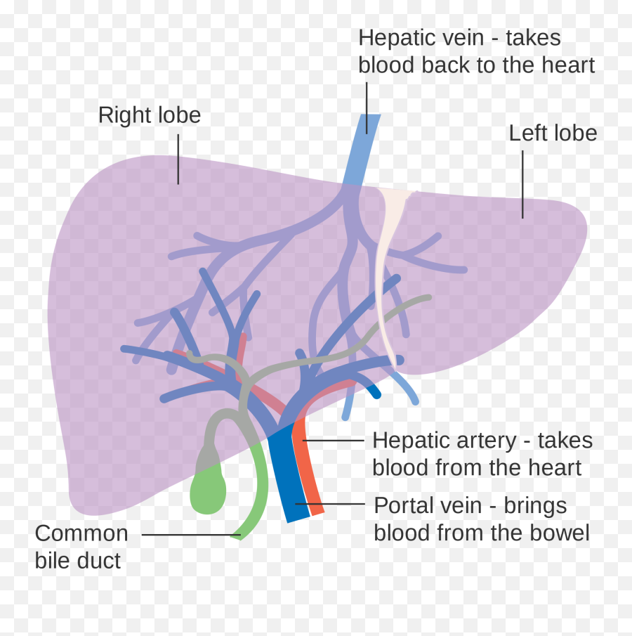 15 Emoji,Emotions Connected To Organs