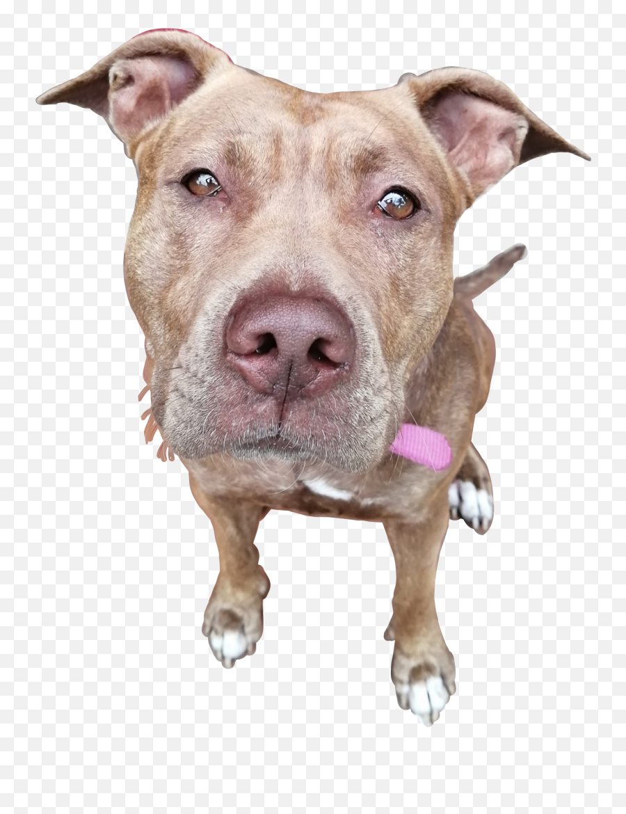 Pitbull Sticker - Martingale Emoji,Pitbull Emoji