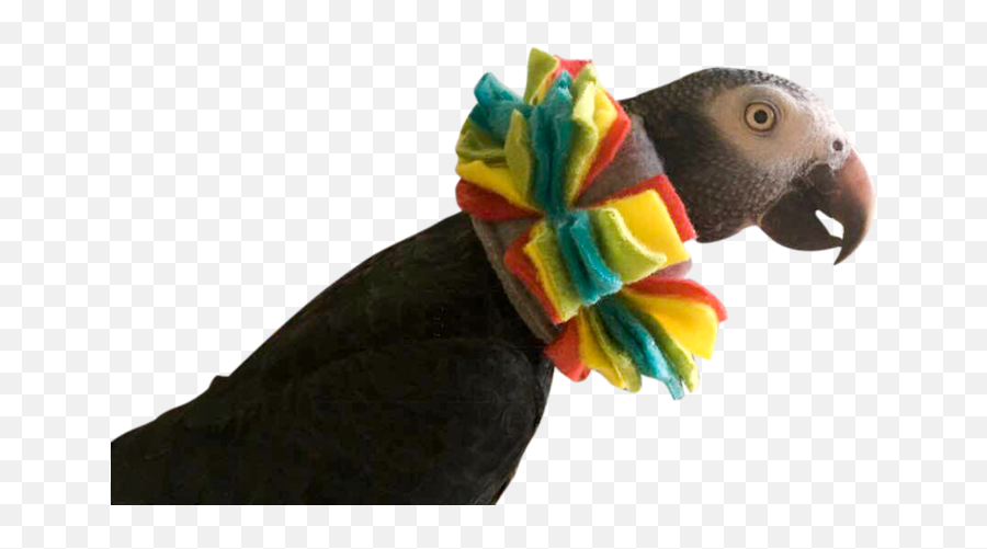 Pin - Parrot Plucking Collar Emoji,African Grey Parrot Reading Emotions