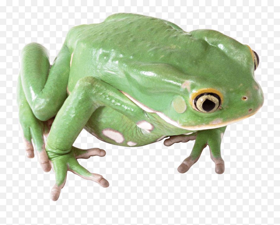 Green Frog Png Image - Frog Png Emoji,Makeva Frog Emoticon