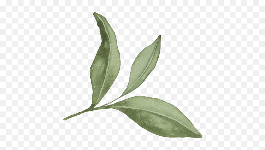 Two Leaves And A Bud Organic Tea - Tea Leaves Gif Emoji,Leaf Pig Emoji