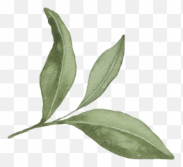 Two Leaves And A Bud Organic Tea - Tea Leaves Gif Emoji,Leaf Pig Emoji