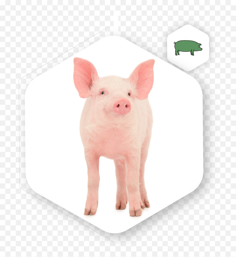 Swine Natural Biologics - Animal Figure Emoji,2016 World Icon New Emotion