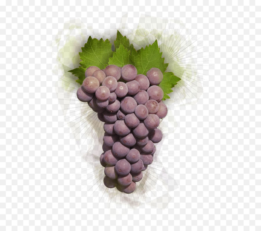 Artisan Winemaking - La Crema Pinot Grigio Grapes White Background Emoji,Facebook Emoticons Grapes