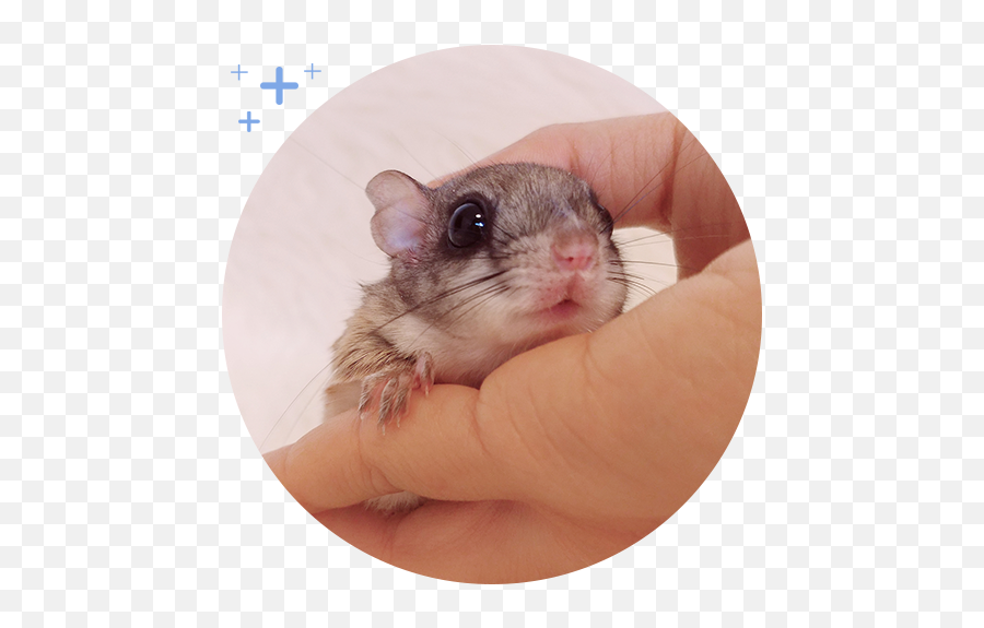 100 - Png Winter White Dwarf Hamster Emoji,Jappan Emojis