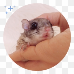 100 - Png Winter White Dwarf Hamster Emoji,Jappan Emojis