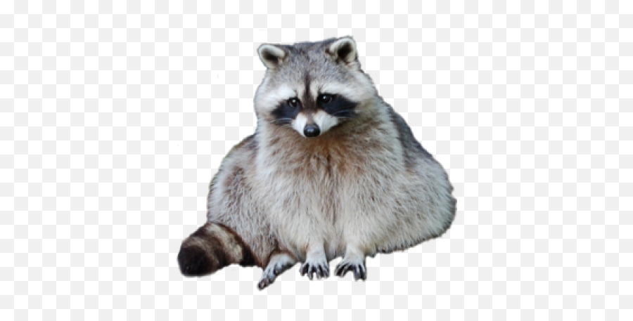 Png Images Raccoon 16png Snipstock Emoji,Raccoon Showing Emotions