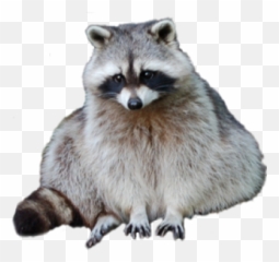 Png Images Raccoon 16png Snipstock Emoji,Raccoon Showing Emotions