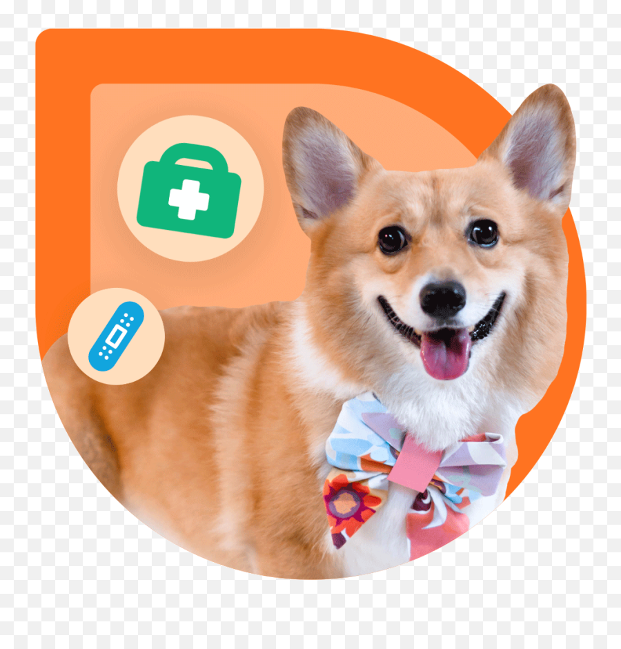 Oyen For Dogs - Best Health Insurance For Your Dogs Emoji,Dog Emoji Wechat