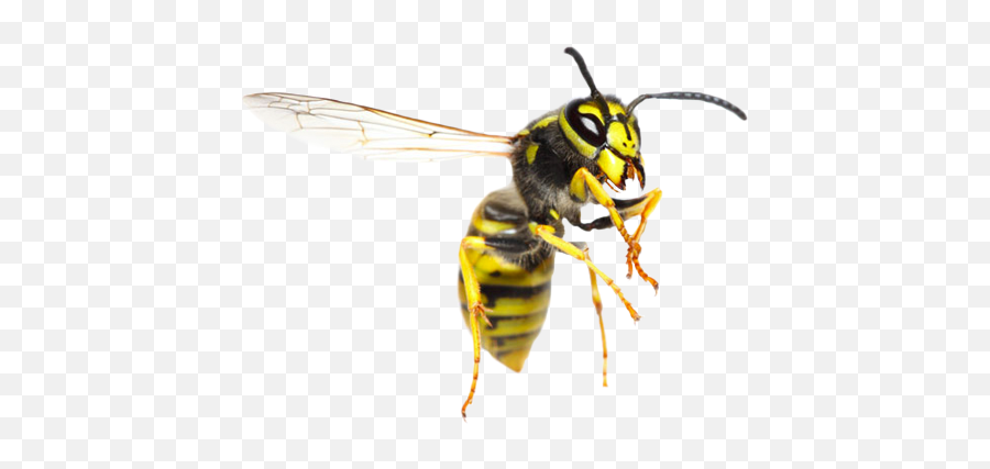 Wasp Insect Png U0026 Free Wasp Insectpng Transparent Images - Wasp Transparent Emoji,Hornet Emoji