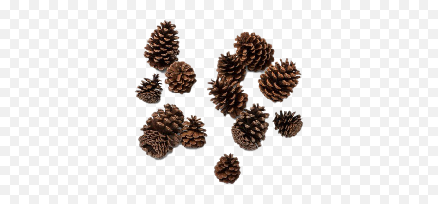 Search For - Dlpngcom Pine Cone Png Transparents Emoji,Pine Cone Emoji