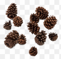 Search For - Dlpngcom Pine Cone Png Transparents Emoji,Pine Cone Emoji