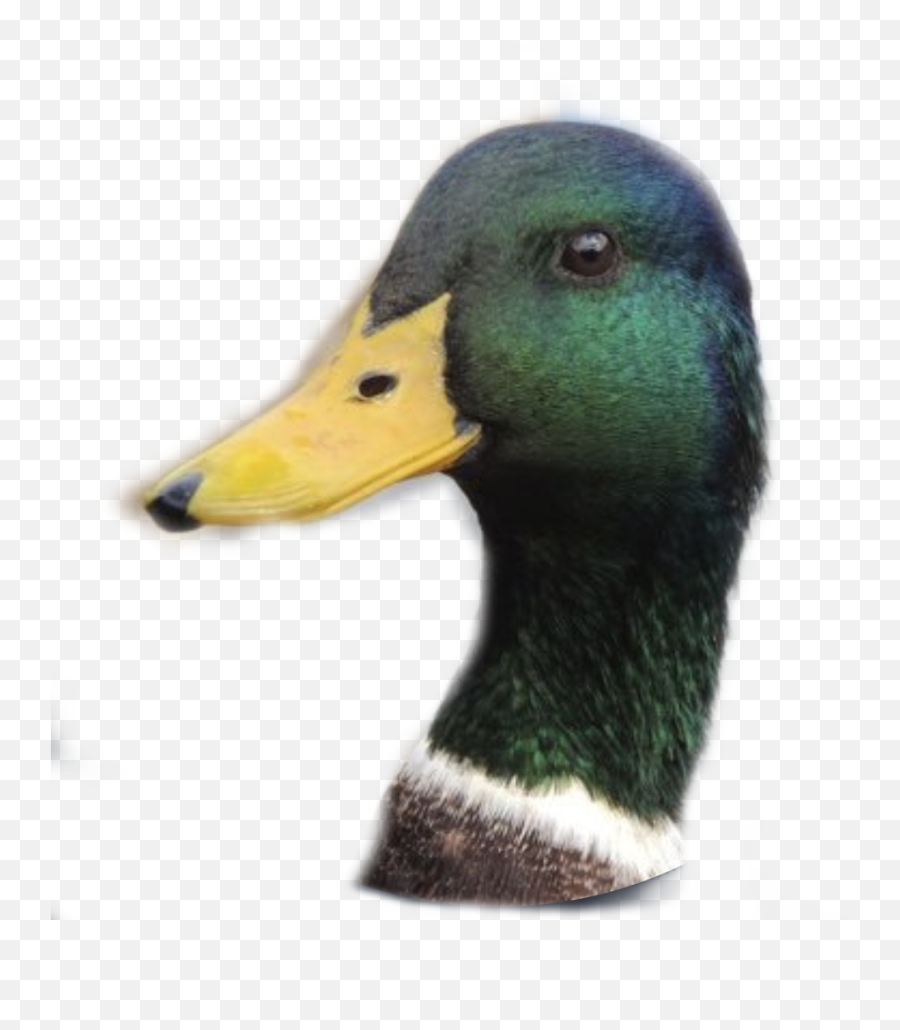 Quack Sticker - Duck Bill Emoji,Quack Emoji