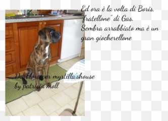 Febbraio 2015 - Dog Supply Emoji,Succubes Emoticon