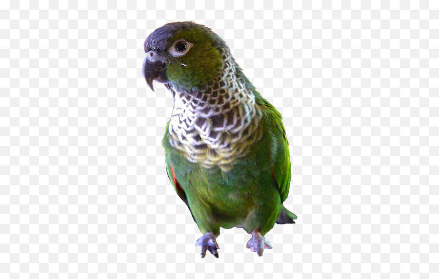 Home - Pet Birds Emoji,Blue Crown Conure Emotion