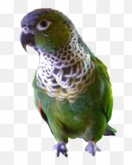Home - Pet Birds Emoji,Blue Crown Conure Emotion