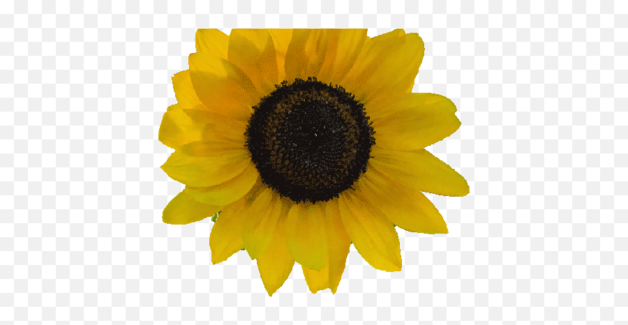 Bon Animated Flowers Png Sunflower - Cloudygif Flowers Sunflower Emoji,Sunflower Emoji