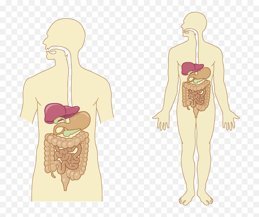 Free Pictures Of Body Organs Download Free Pictures Of Body - Nervous System Emoji,Emotions And Organs Of The Body