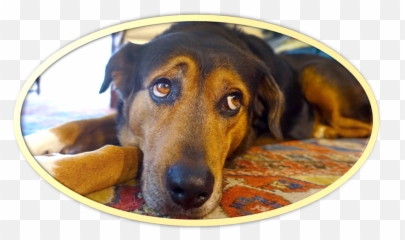 Rarefilmsandmore - Sad Dog Emoji,Joseph Stalin An Emotion Felt By Dogs