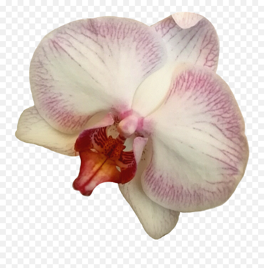 Orchidee Orchid Flower Blume Sticker - Moth Orchid Emoji,Orchid Emoji