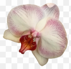 Orchidee Orchid Flower Blume Sticker - Moth Orchid Emoji,Orchid Emoji