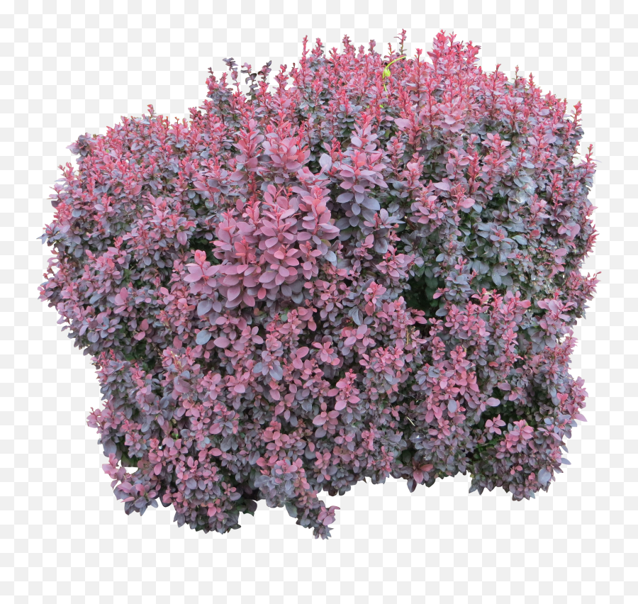 Download Bush Computer Shrub File Free Download Png Hd Emoji,Shrub Emoticon