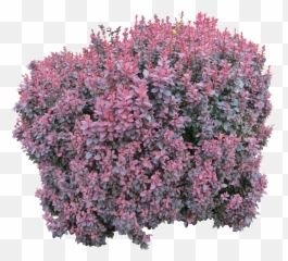 Download Bush Computer Shrub File Free Download Png Hd Emoji,Shrub Emoticon